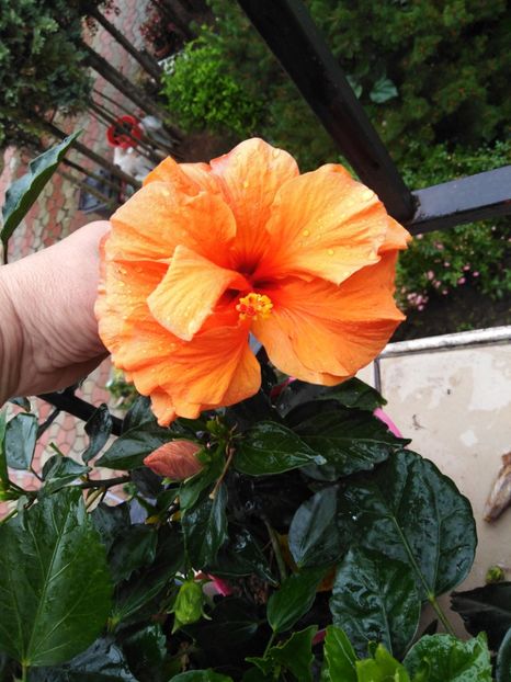  - HIBISCUS 2021