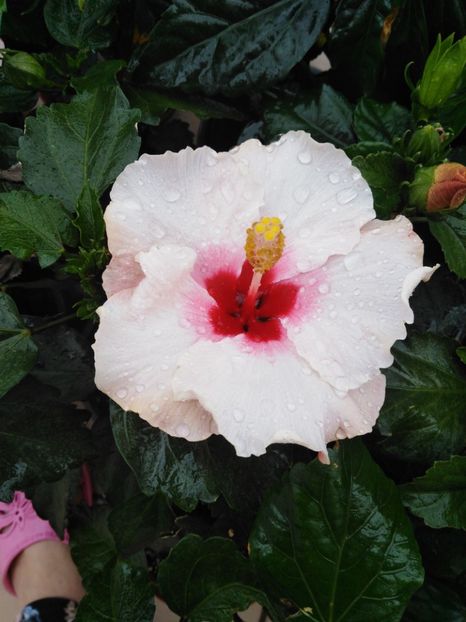  - HIBISCUS 2021