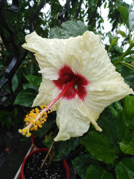  - HIBISCUS 2021