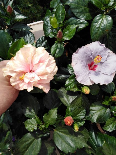  - HIBISCUS 2021