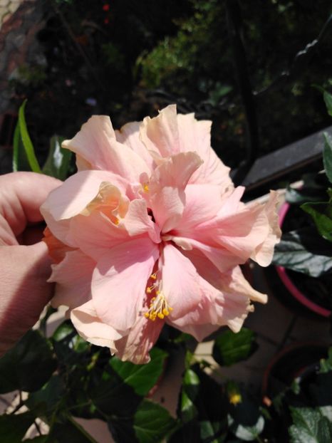  - HIBISCUS 2021
