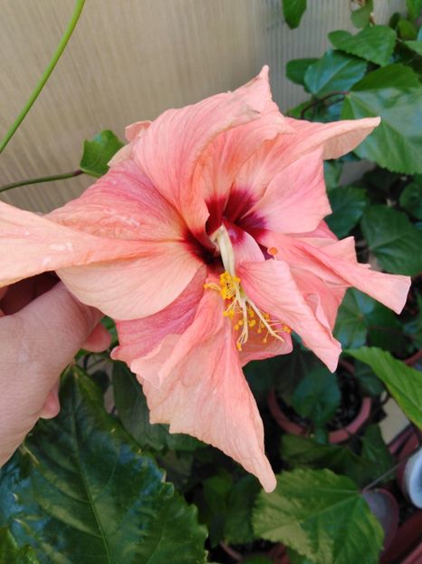  - HIBISCUS 2021