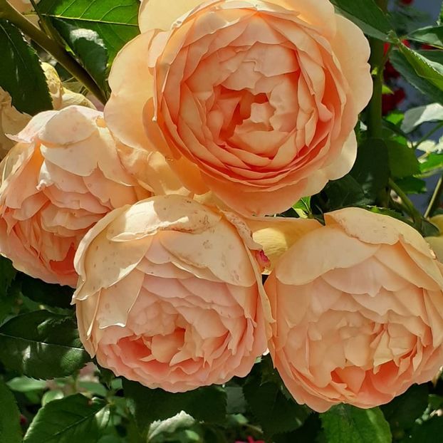  - Lady of Shallot 2021_ 2022