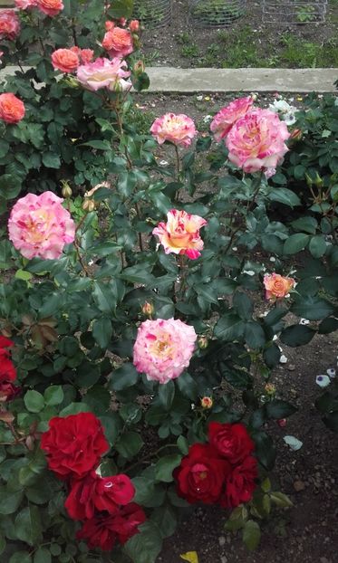 17 06 2021 - Camille Pissarro