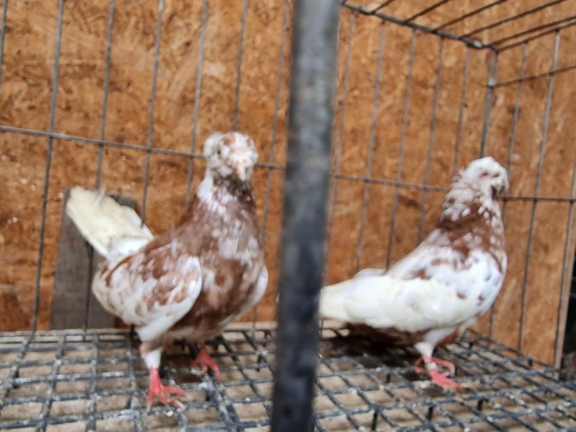  - 8-Jucatorii de Ardeal vechi