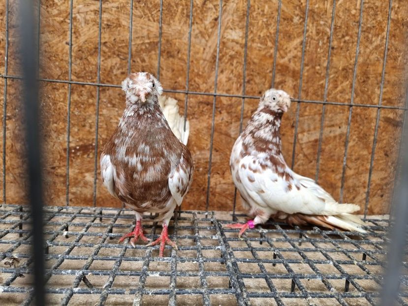  - 8-Jucatorii de Ardeal vechi