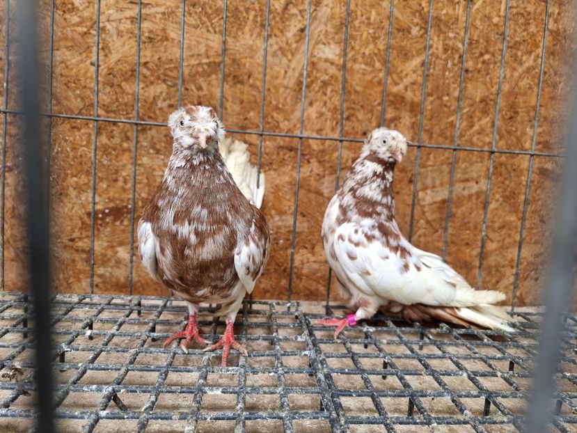  - 8-Jucatorii de Ardeal vechi