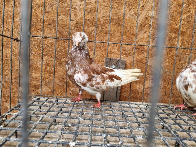  - 8-Jucatorii de Ardeal vechi