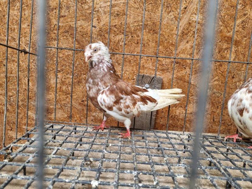  - 8-Jucatorii de Ardeal vechi