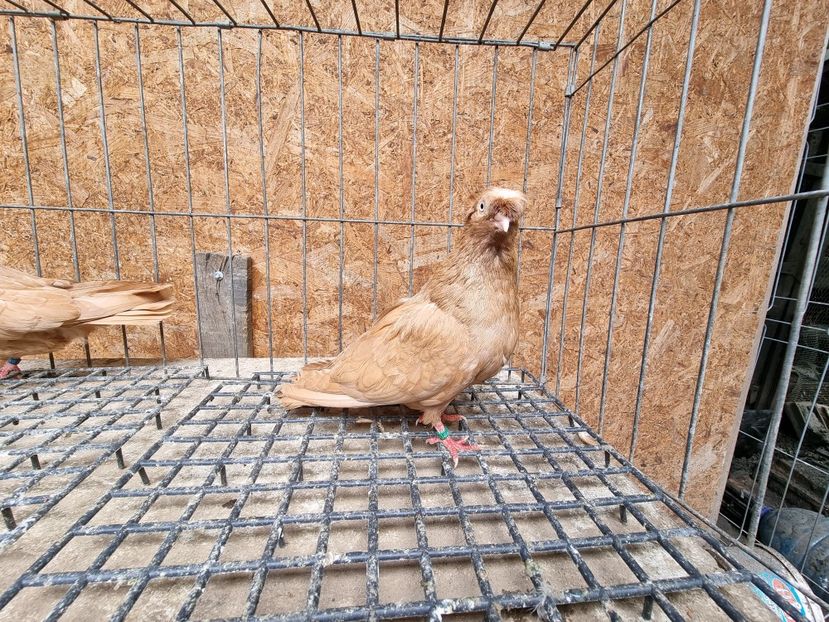  - 8-Jucatorii de Ardeal vechi