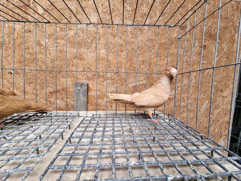  - 8-Jucatorii de Ardeal vechi