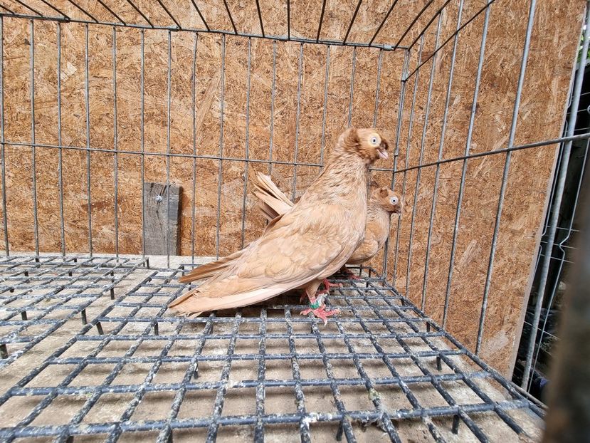  - 8-Jucatorii de Ardeal vechi