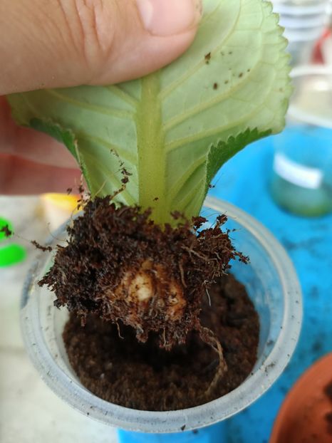 Avem cartofi ❤️ - Gloxinia la prins în 2021-2022-2024