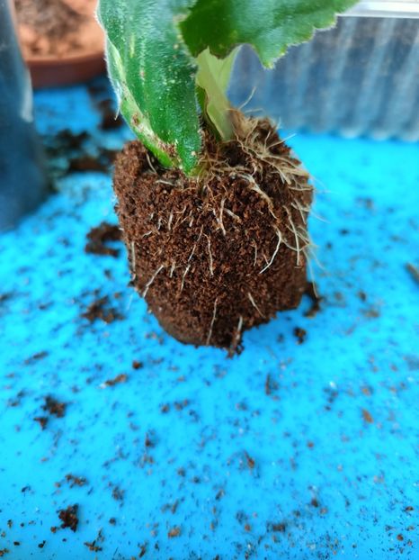 Fără plasa de la bănuț - Gloxinia la prins în 2021-2022-2024