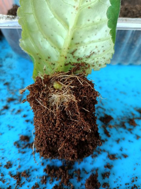 17.06.2021 - Gloxinia la prins în 2021-2022-2024