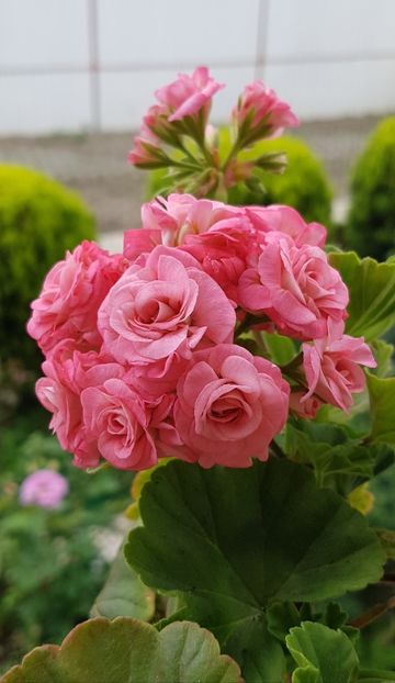  - Grainger s Antique Rose