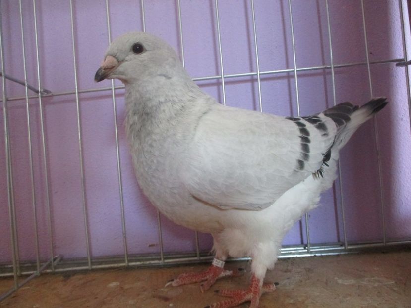 01017-21 - Tineret 2021