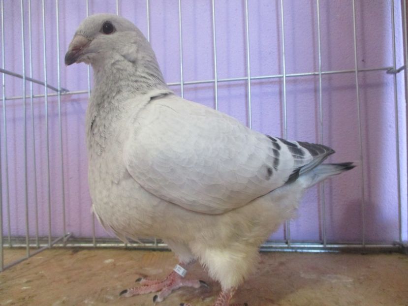 01018-21 - Tineret 2021