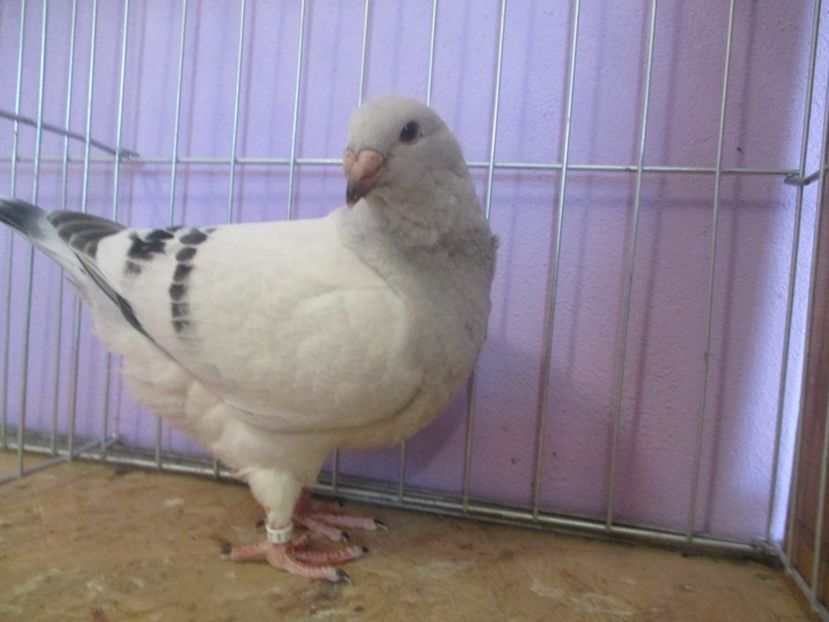 01019-21 - Tineret 2021