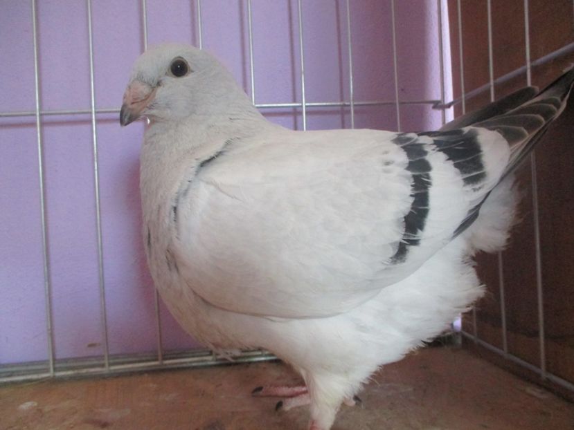 01020-21 - Tineret 2021