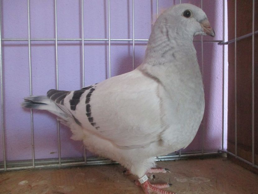 01021-21 - Tineret 2021