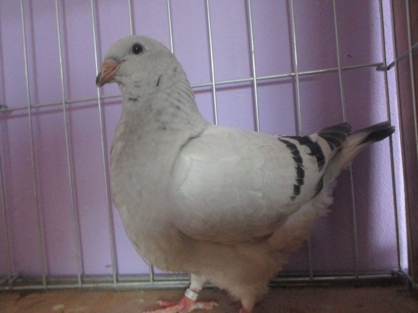 01022-21 - Tineret 2021