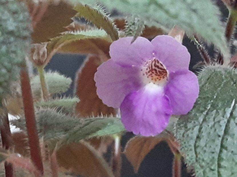 Si micuța Camille! - achimenes-2021