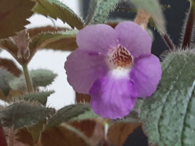  - achimenes-2021