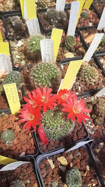 IMG-20210616-WA0024 - Cactusi infloriti 2021