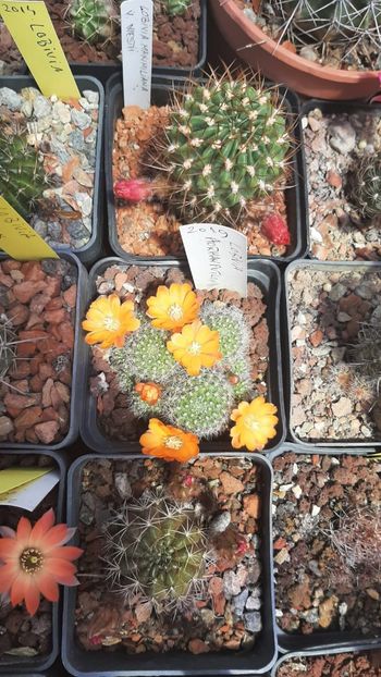 IMG-20210616-WA0011 - Cactusi infloriti 2021