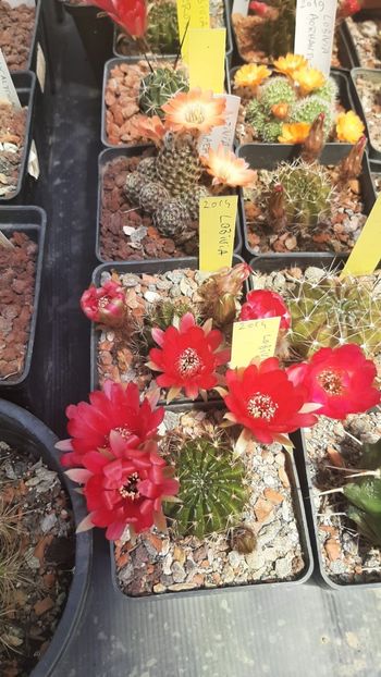 IMG-20210616-WA0009 - Cactusi infloriti 2021