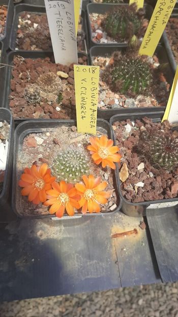 IMG-20210616-WA0008 - Cactusi infloriti 2021