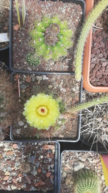 IMG-20210616-WA0003 - Cactusi infloriti 2021