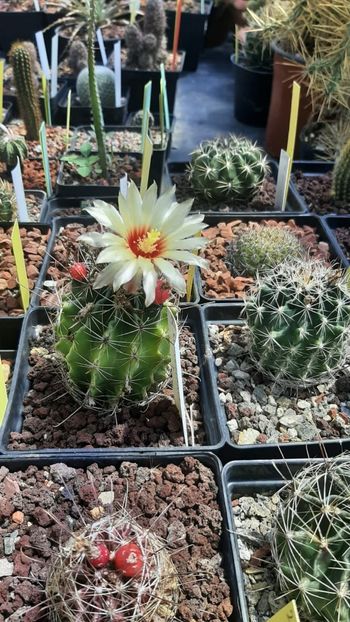 IMG-20210616-WA0002 - Cactusi infloriti 2021