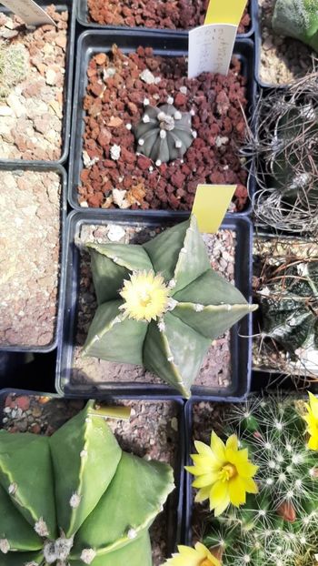 IMG-20210611-WA0017 - Cactusi infloriti 2021