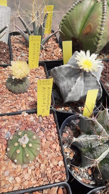 IMG-20210610-WA0035 - Cactusi infloriti 2021
