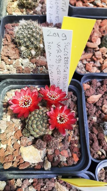 IMG-20210611-WA0022 - Cactusi infloriti 2021
