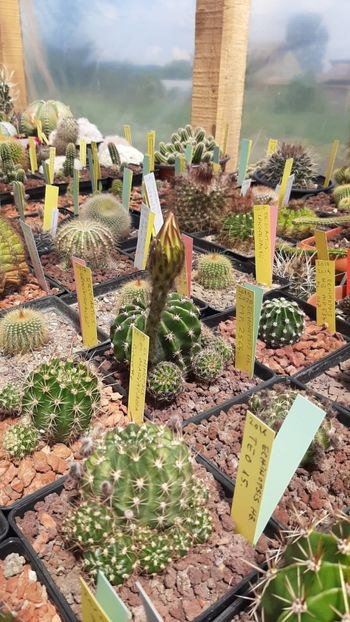 IMG-20210611-WA0014 - Cactusi infloriti 2021
