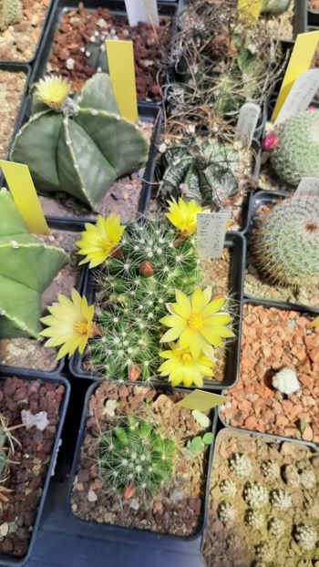 IMG-20210611-WA0016 - Cactusi infloriti 2021