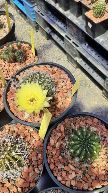 IMG-20210610-WA0032 - Cactusi infloriti 2021