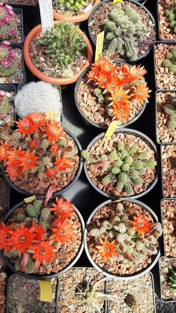 IMG-20210610-WA0030 - Cactusi infloriti 2021