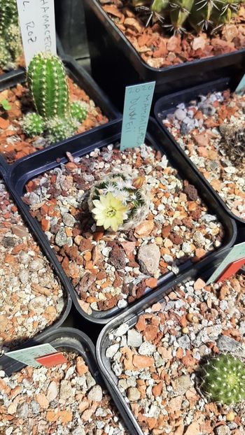 IMG-20210610-WA0024 - Cactusi infloriti 2021
