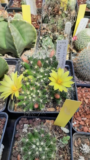 IMG-20210610-WA0028 - Cactusi infloriti 2021