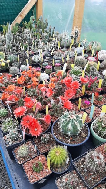 IMG-20210615-WA0027 - Cactusi infloriti 2021