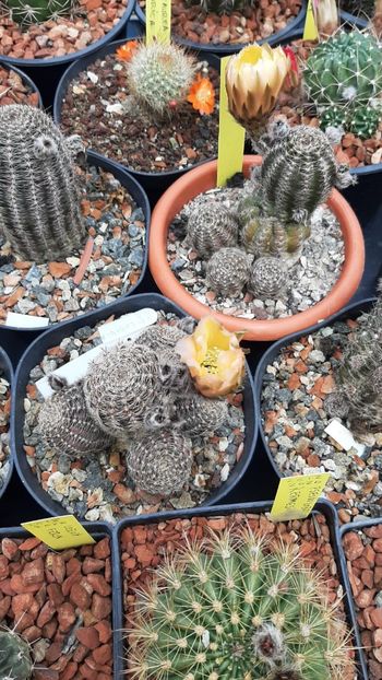 IMG-20210615-WA0023 - Cactusi infloriti 2021