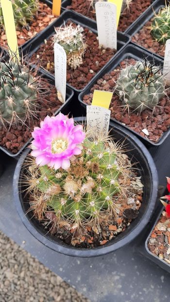 IMG-20210615-WA0022 - Cactusi infloriti 2021