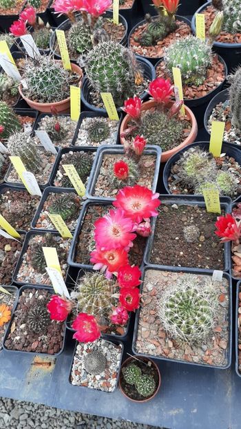 IMG-20210615-WA0019 - Cactusi infloriti 2021