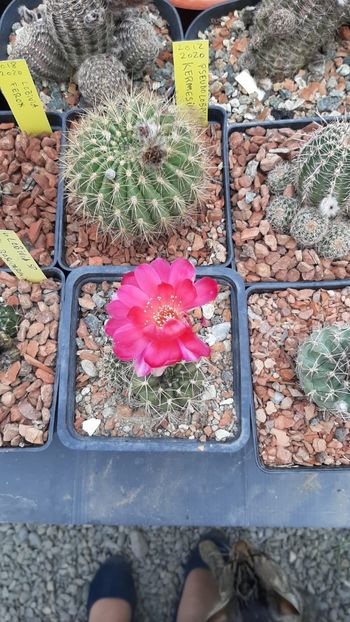 IMG-20210615-WA0020 - Cactusi infloriti 2021