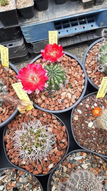 IMG-20210615-WA0018 - Cactusi infloriti 2021