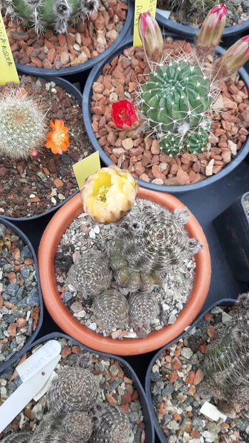 IMG-20210615-WA0016 - Cactusi infloriti 2021